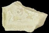 Jurassic Brittle Star (Ophiopetra) Fossil Plate - Solnhofen #111222-1